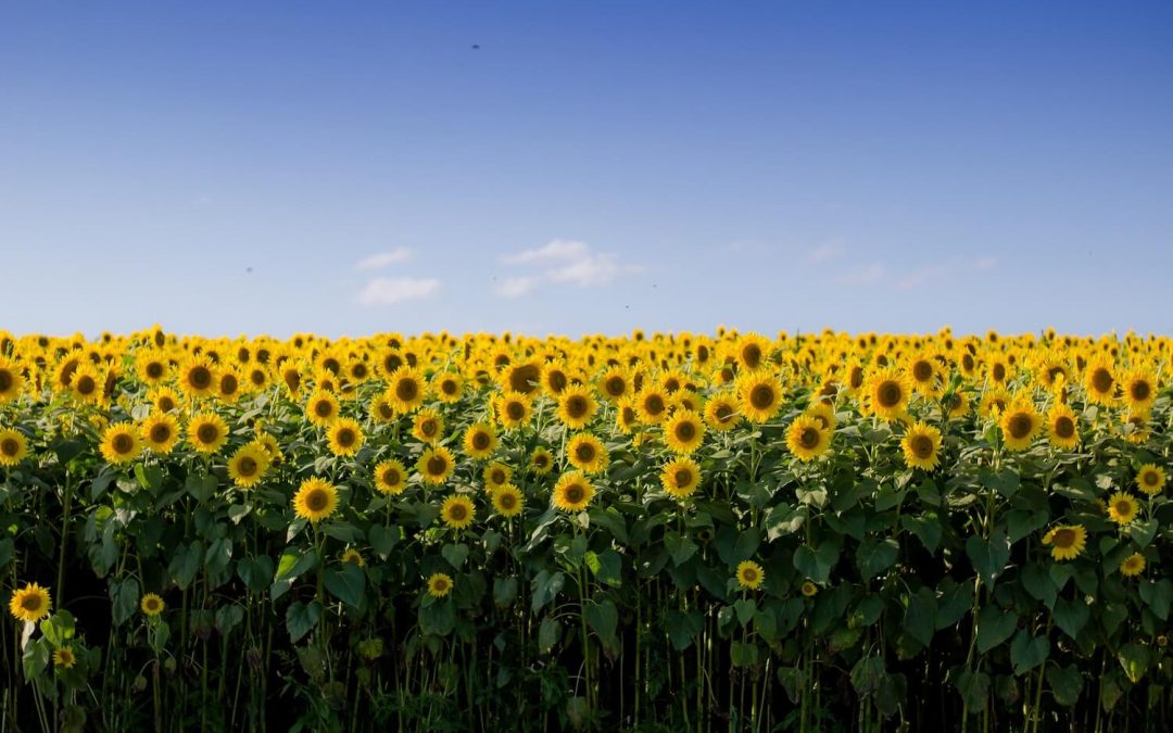 Let’s be like sunflowers