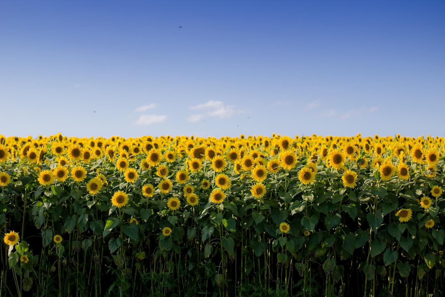Let's be like sunflowers by Rosalyn Palmer